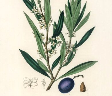 Olive leaf  Powder -30 Capsules
