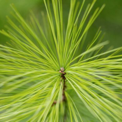 Saw Palmetto -30 Capsules
