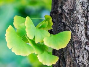 Ginkgo Biloba -30 Capsules