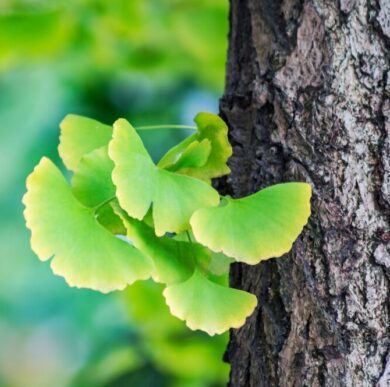 Ginkgo Biloba -30 Capsules